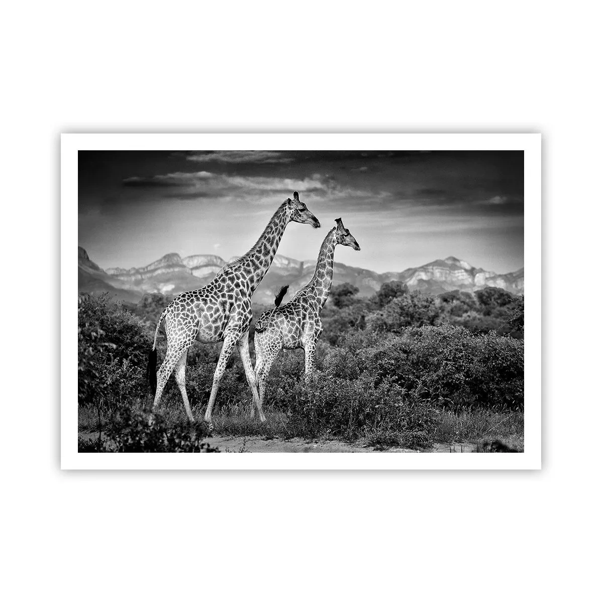 Poster - Schwarz-weiße Silhouetten zweier Giraffen in der Savanne - 100x70cm - Hohe Sphären in Afrika - Moderne Wanddekoration für Wohnzimmer und Schlafzimmer ARTTOR