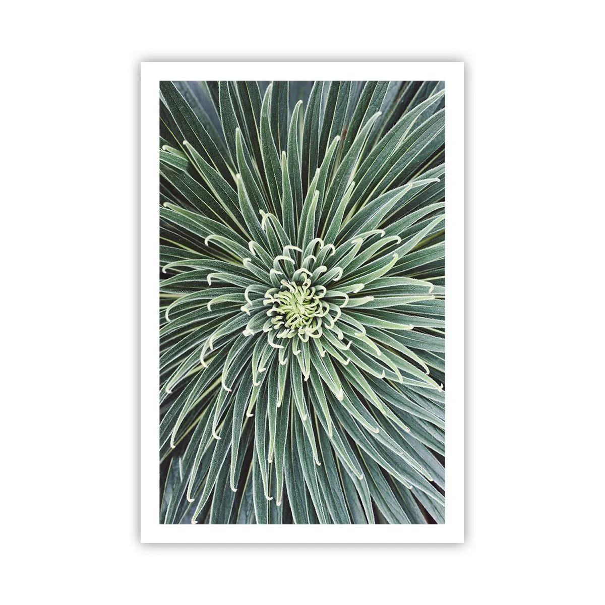 Poster - Ein Star ist geboren - 61x91 cm