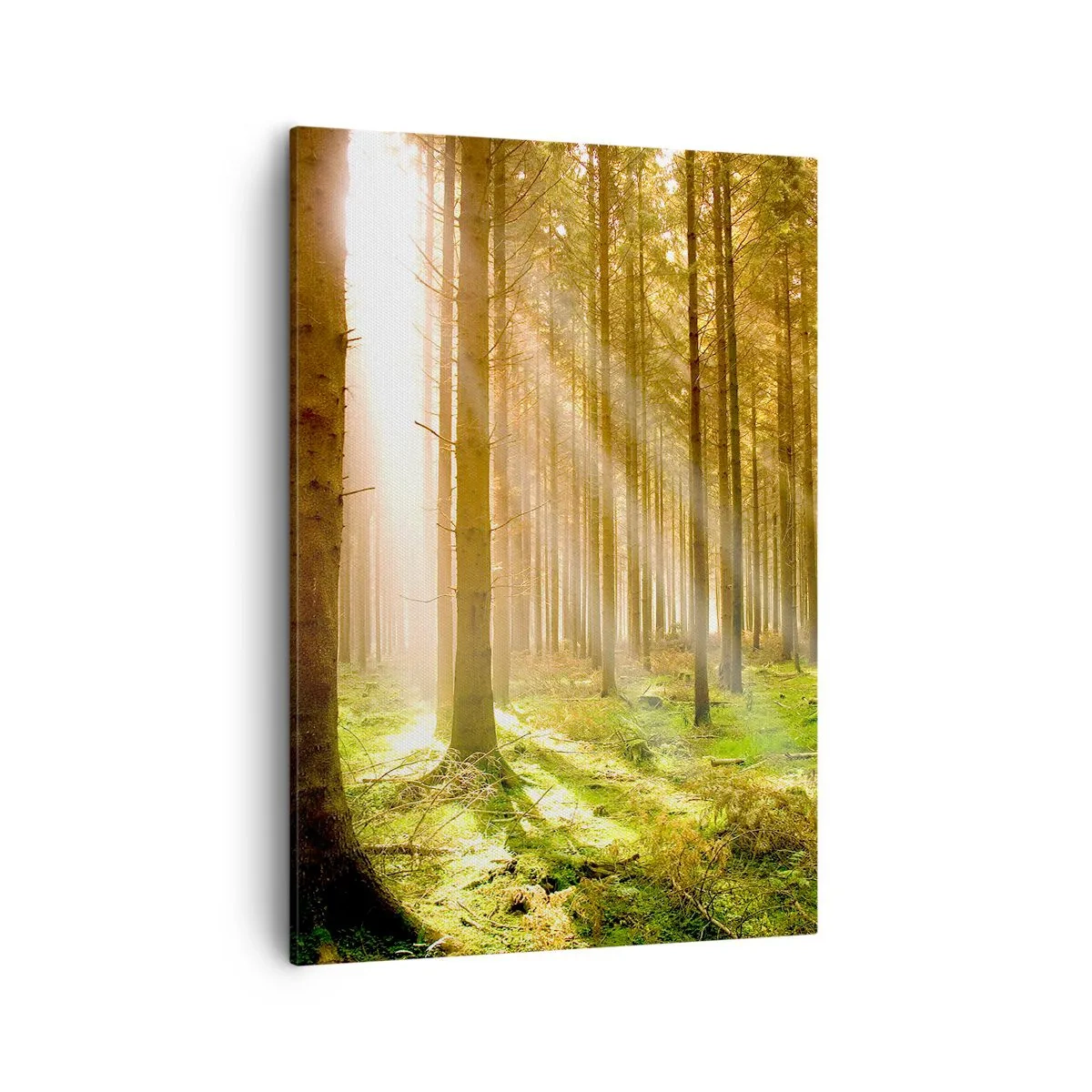 Bild auf Leinwand - Leinwandbild - Nadelwald mit Sonnenstrahlen, die durch die Bäume scheinen - 50x70cm - Die Elfen werden bald erscheinen - Moderne Wanddekoration für Wohnzimmer und Schlafzimmer ARTTOR
