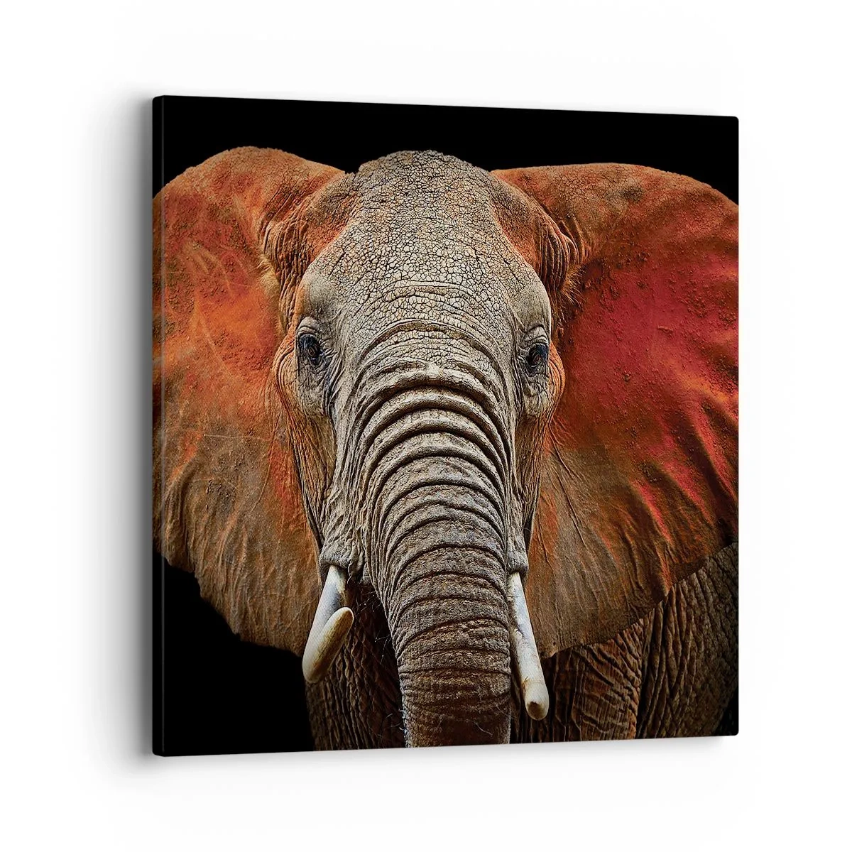 Bild auf Leinwand - Leinwandbild - Ich bin wild und du? - 40x40 cm