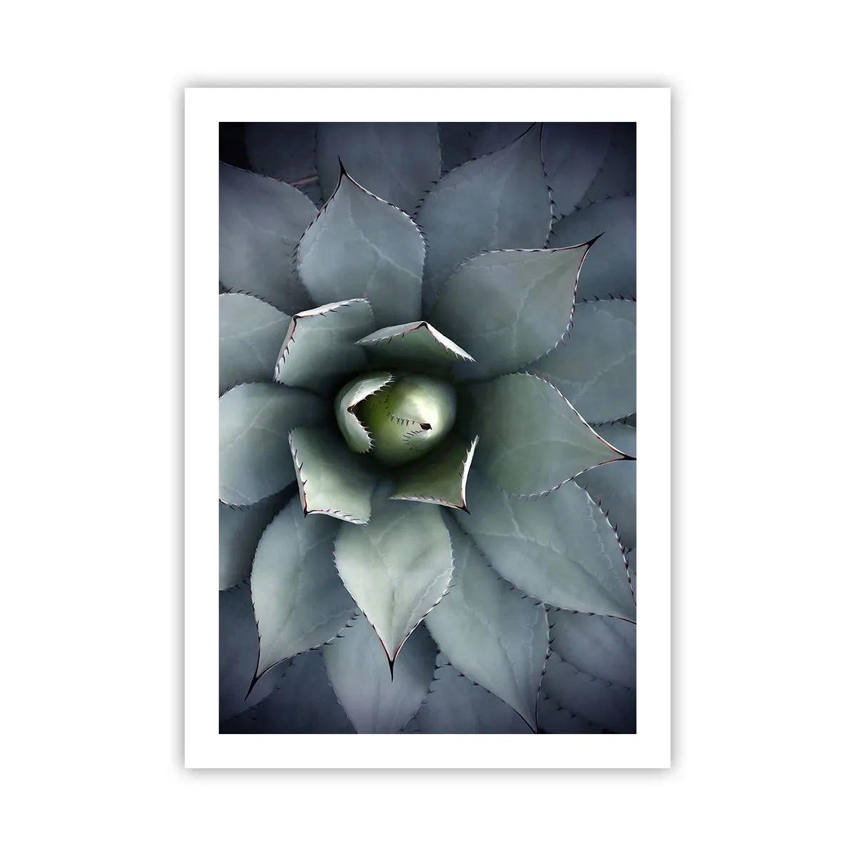 Poster - Eine Nahaufnahme der symmetrischen Blätter einer Sukkulente in Grüntönen. - 50x70cm - Es lockt an und warnt - Moderne Wanddekoration für Wohnzimmer und Schlafzimmer ARTTOR