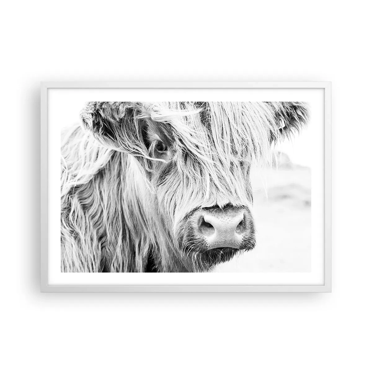 Poster in einem weißen Rahmen - Schottische Wildheit - 70x50 cm