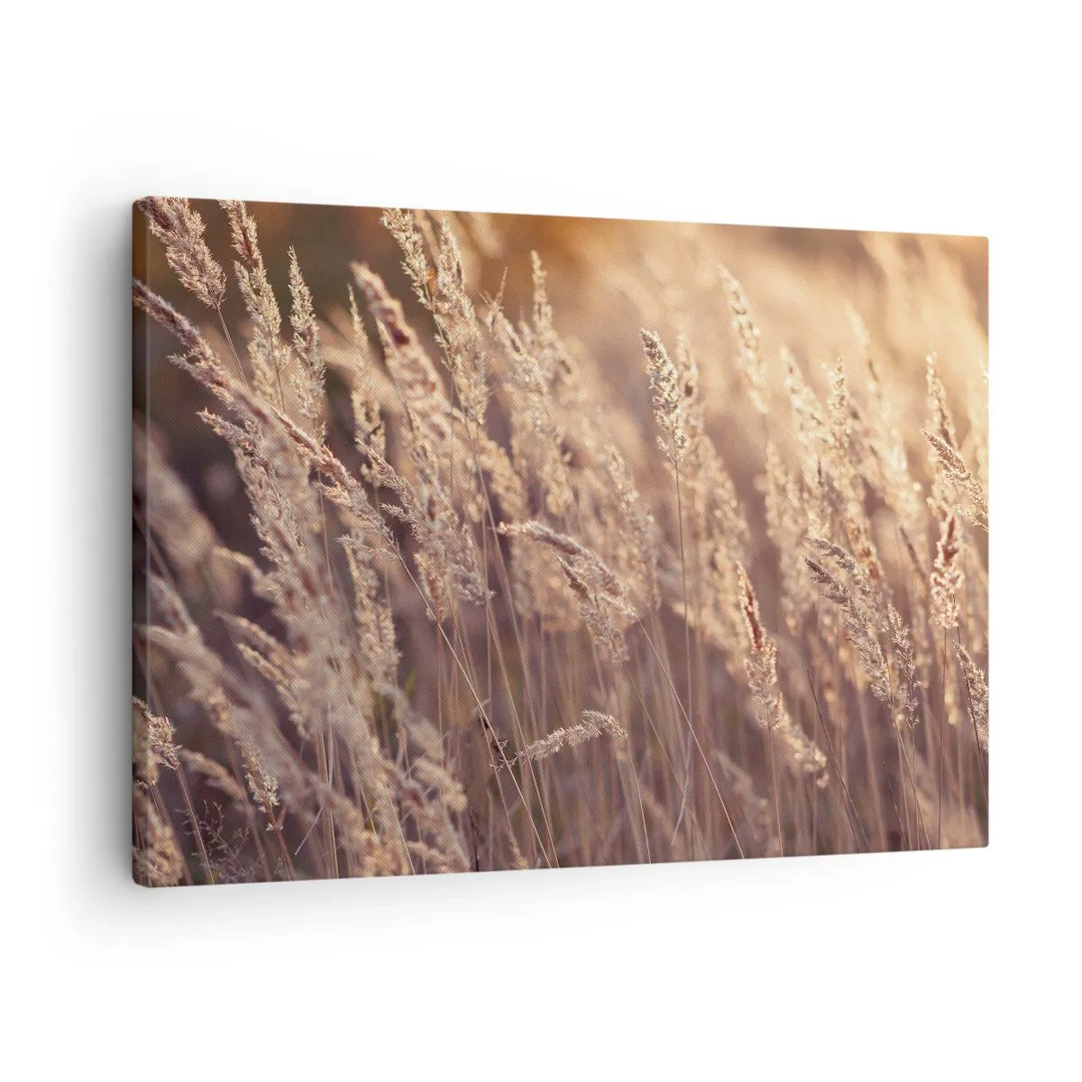 Bild auf Leinwand - Leinwandbild - Goldene Gräser vor dem Hintergrund der untergehenden Sonne - 70x50cm - Bereit, den Herbst willkommen zu heißen - Moderne Wanddekoration für Wohnzimmer und Schlafzimmer ARTTOR