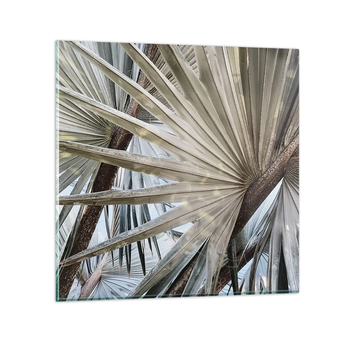 Glasbild - Bild auf glas - Fans in den Tropen - 70x70 cm
