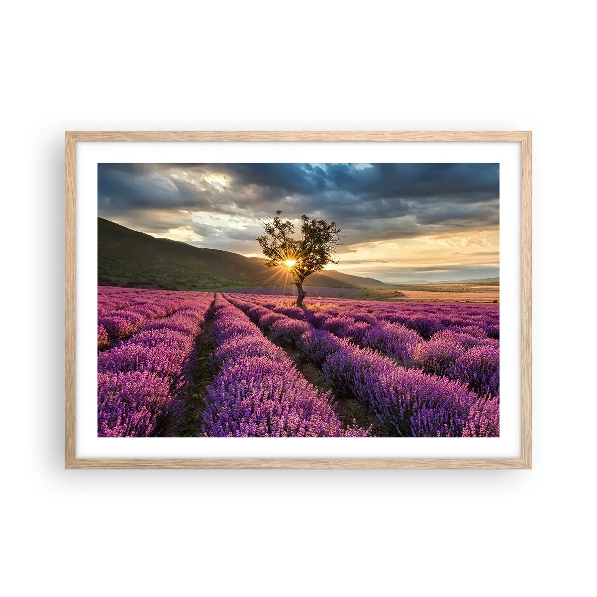 Poster in einem Rahmen aus heller Eiche - Fliederfarbenes Aroma - 70x50 cm