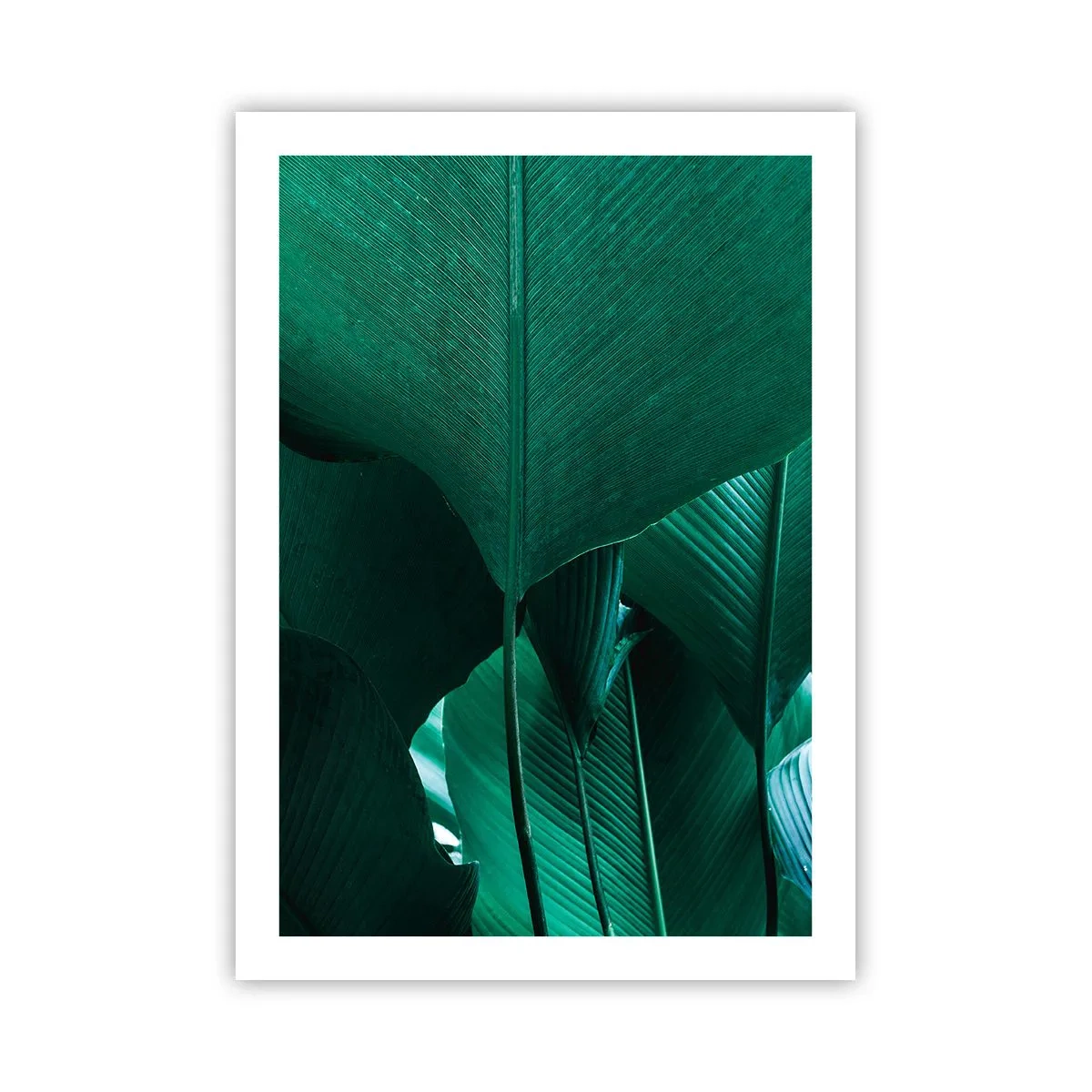 Poster - Nahaufnahme großer grüner Blätter, die Struktur und Textur zeigen. - 50x70cm - Dem Licht zugewandt - Moderne Wanddekoration für Wohnzimmer und Schlafzimmer ARTTOR