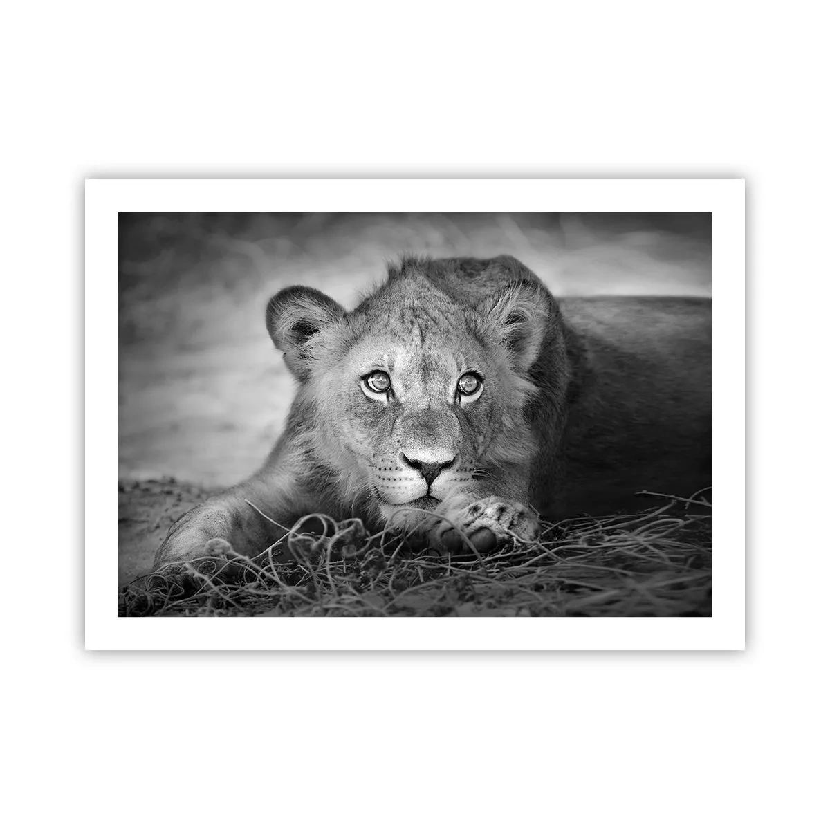 Poster - Königlicher Welpe - 70x50 cm