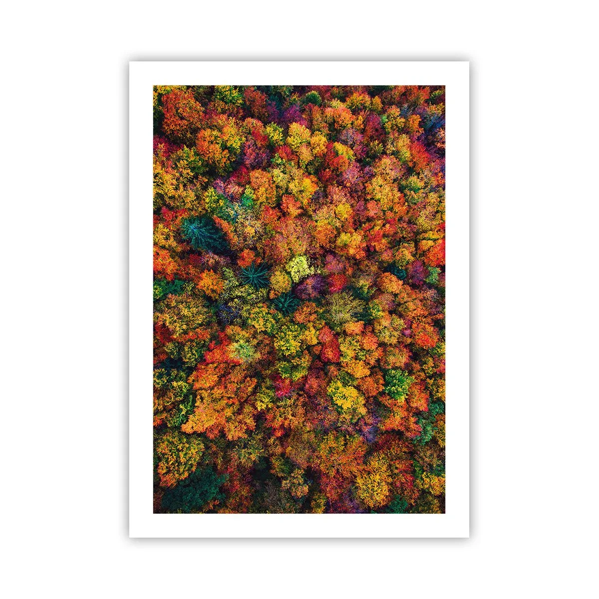 Poster - Ein farbenfroher Wald aus der Vogelperspektive in seiner herbstlichen Farbpalette - 50x70cm - Blumenstrauß aus Herbstbäumen - Moderne Wanddekoration für Wohnzimmer und Schlafzimmer ARTTOR