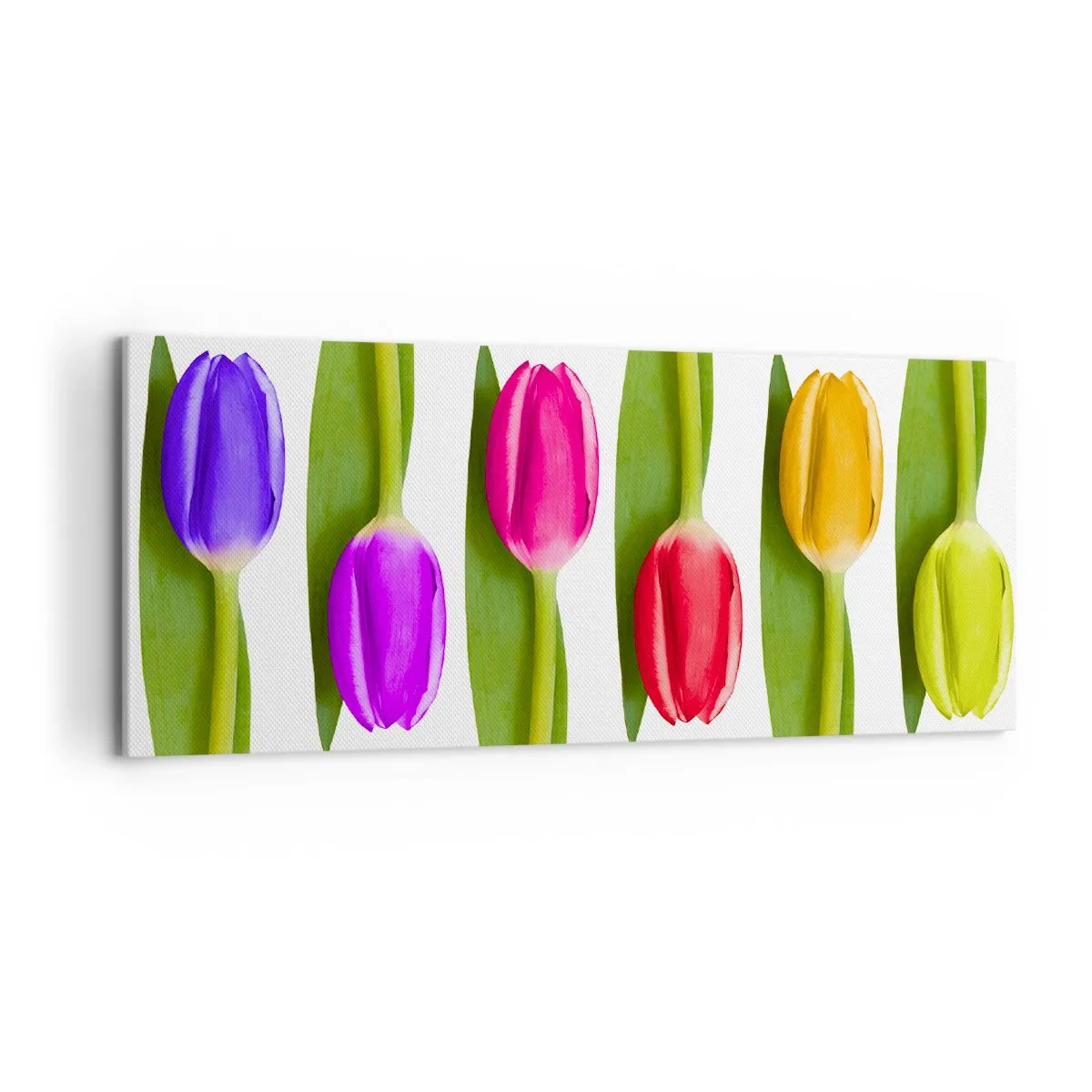 Bild auf Leinwand - Leinwandbild - Bunte Tulpen in einer Reihe auf weißem Hintergrund angeordnet - 120x50cm - Regenbogenkomposition - Moderne Wanddekoration für Wohnzimmer und Schlafzimmer ARTTOR