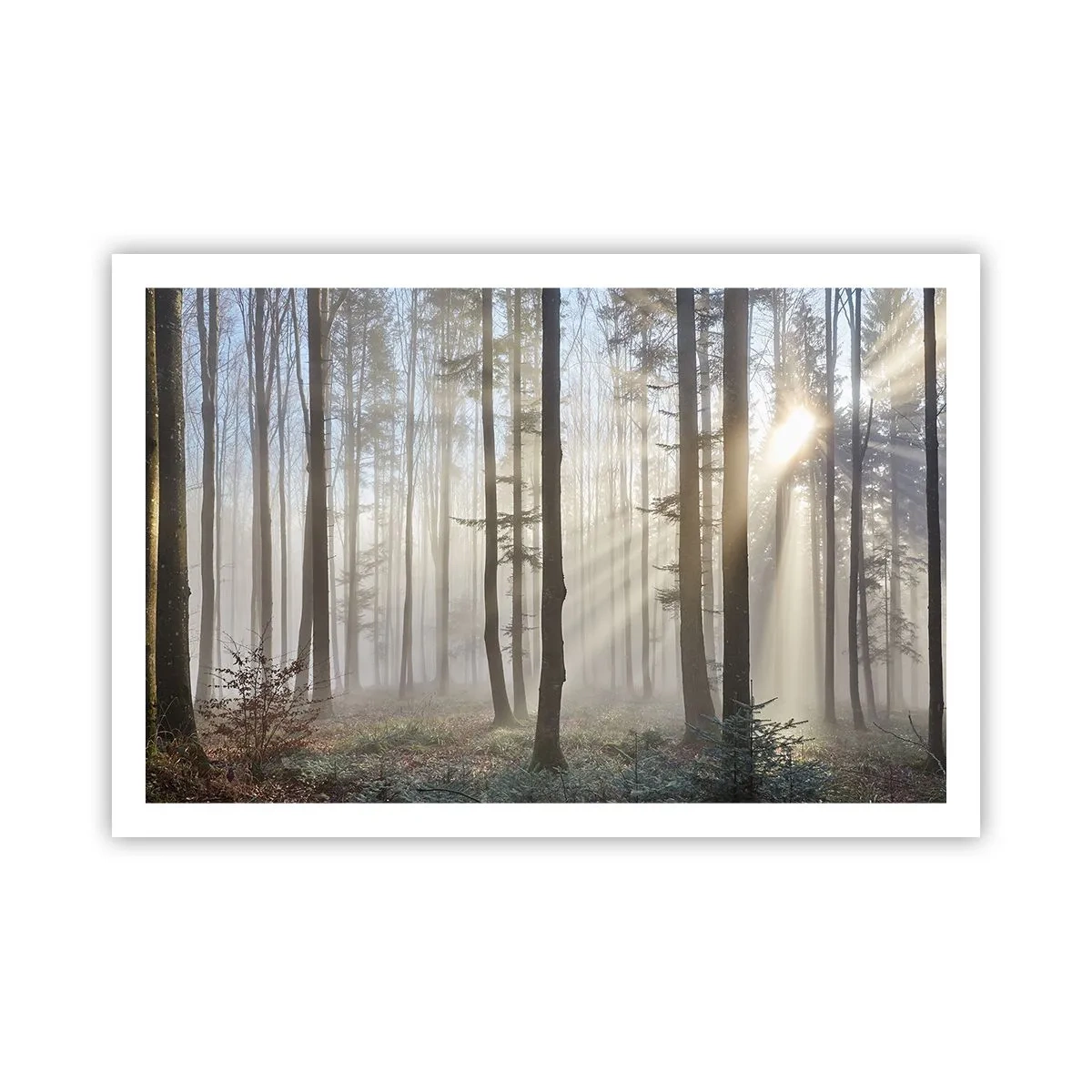 Poster - Der Nebel ist auch aufgewacht - 91x61 cm