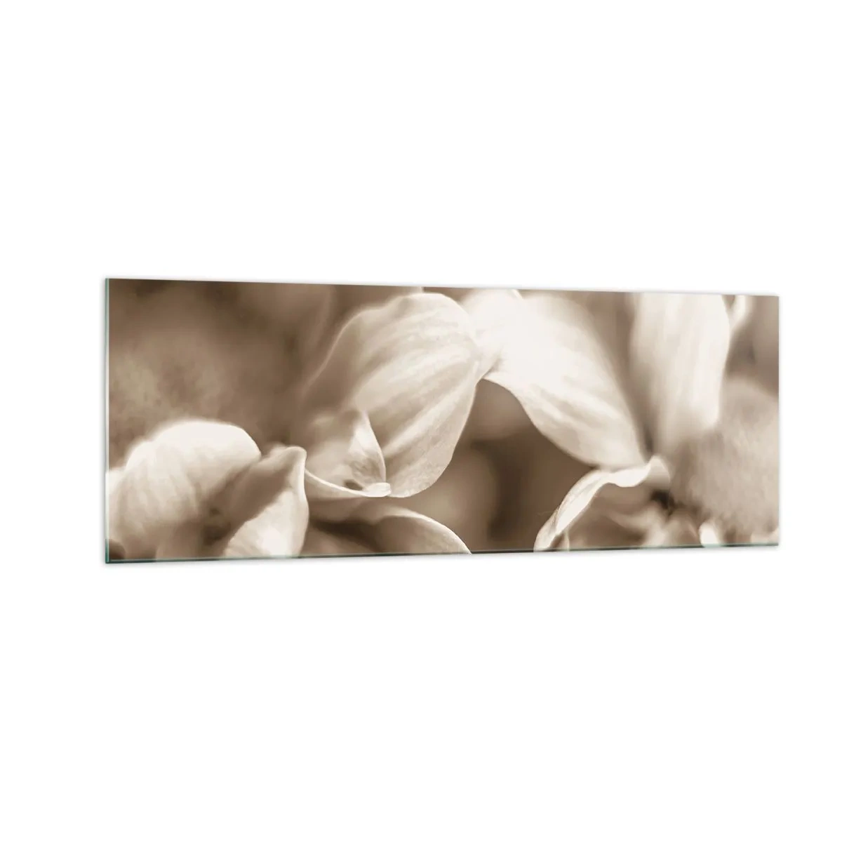 Glasbild - Bild auf glas - Nahaufnahme von Blüten in zartem Sepia-Ton mit weichen Konturen - 140x50cm - So sanft wie ein Lächeln - Moderne Wanddekoration für Wohnzimmer und Schlafzimmer ARTTOR