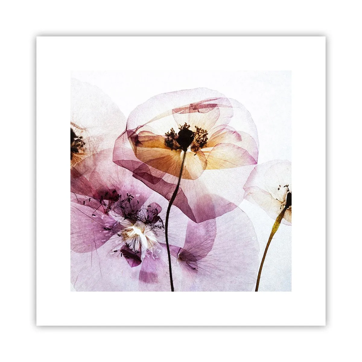 Poster - Transparente Körperblumen - 30x30 cm