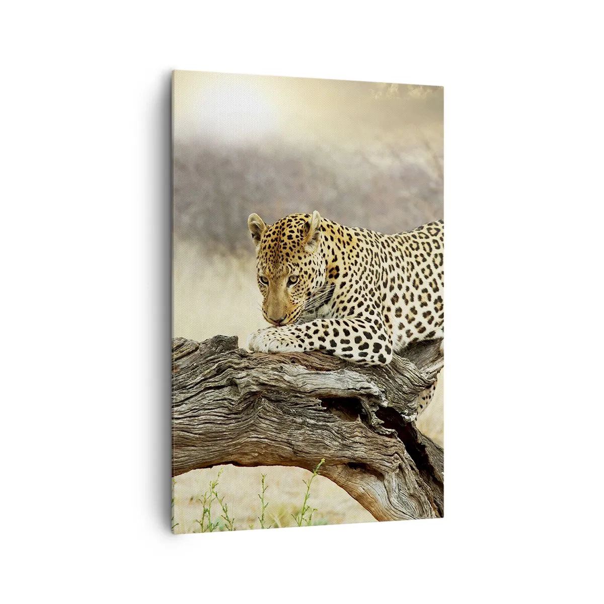Bild auf Leinwand - Leinwandbild - Ein Leopard ruht auf einem Baumstamm in der Savanne - 80x120cm - Ich gehe meine eigenen Wege - Moderne Wanddekoration für Wohnzimmer und Schlafzimmer ARTTOR