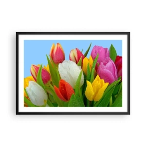 Poster in einem schwarzem Rahmen - Bunte Tulpen mit Tautropfen auf blauem Hintergrund bedeckt - 70x50cm - Ein blumiger Regenbogen in Tautropfen - Moderne Wanddekoration für Wohnzimmer und Schlafzimmer ARTTOR