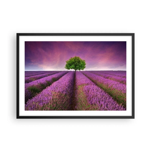 Poster in einem schwarzem Rahmen - Ein Lavendelfeld mit einem einsamen Baum und einem violetten Himmel - 70x50cm - Auf Lavendelfeldern - Moderne Wanddekoration für Wohnzimmer und Schlafzimmer ARTTOR
