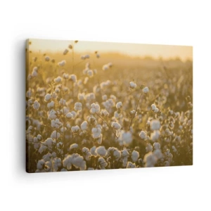 Bild auf Leinwand - Leinwandbild - Ein Baumwollfeld im warmen Licht der untergehenden Sonne - 70x50cm - Fluffiges Feld - Moderne Wanddekoration für Wohnzimmer und Schlafzimmer ARTTOR