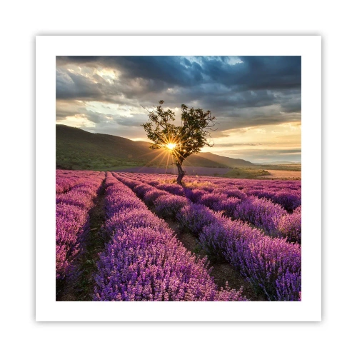 Poster - Fliederfarbenes Aroma - 50x50 cm