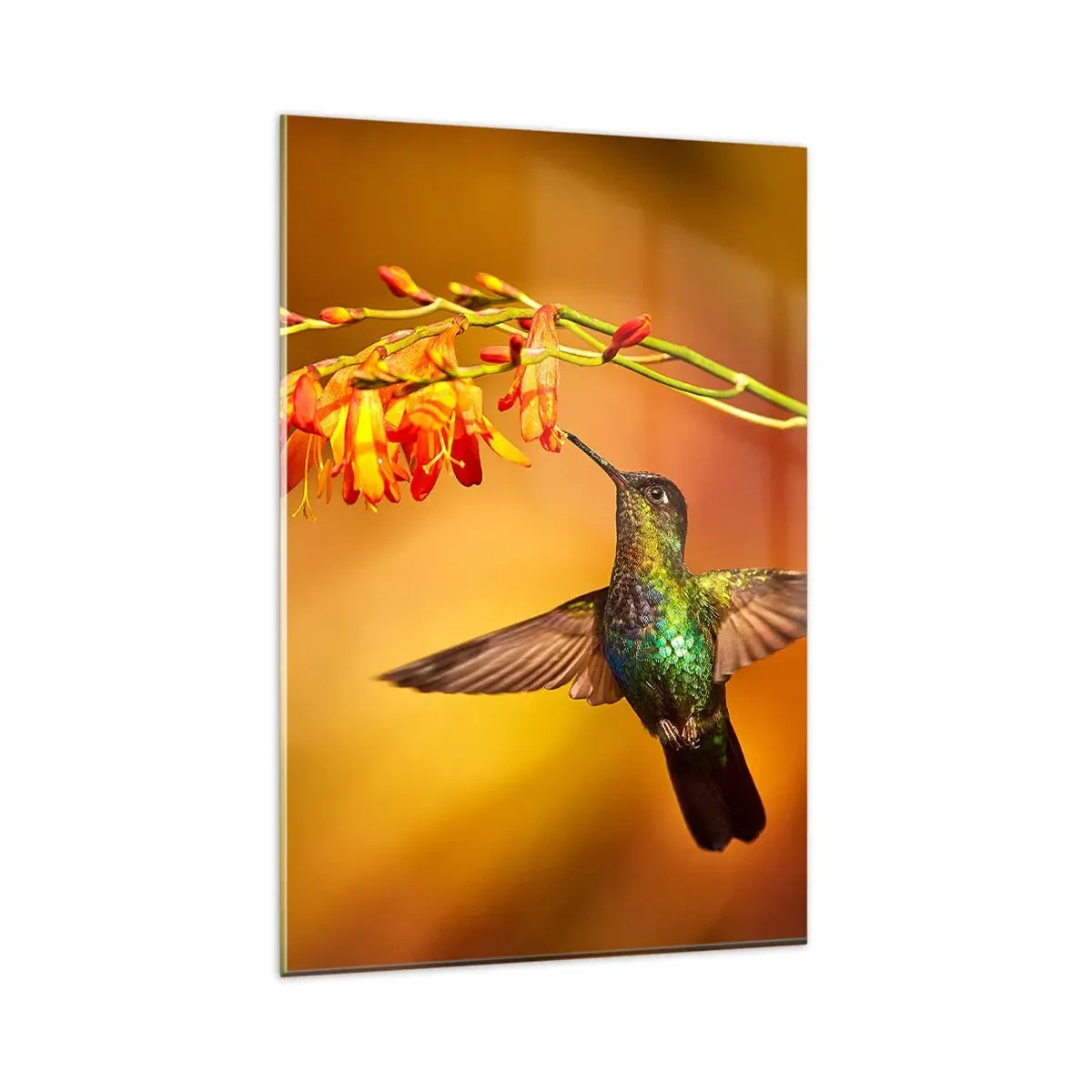 Glasbild - Bild auf glas - Kolibri neben einer Blume im warmen Licht - 80x120cm - Ein Lichtbote nach den Maya - Moderne Wanddekoration für Wohnzimmer und Schlafzimmer ARTTOR