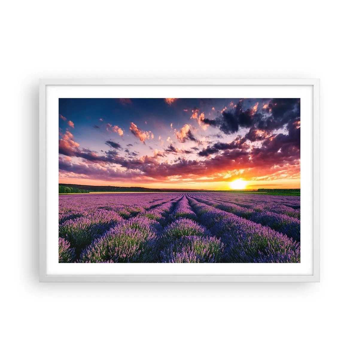 Poster in einem weißen Rahmen - Lavendel Welt - 70x50 cm
