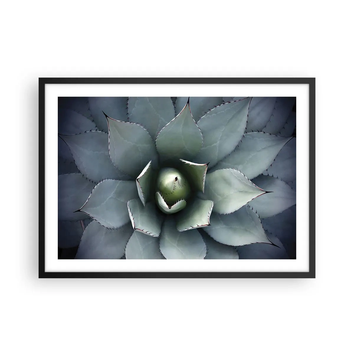 Poster in einem schwarzem Rahmen - Nahaufnahme einer Agavenrosette in zarten Grüntönen - 70x50cm - Es lockt an und warnt - Moderne Wanddekoration für Wohnzimmer und Schlafzimmer ARTTOR