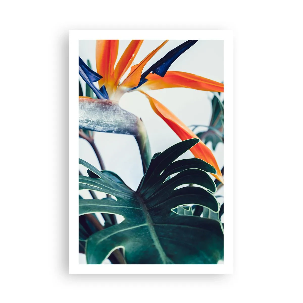 Poster - Vogelbusch - 61x91 cm
