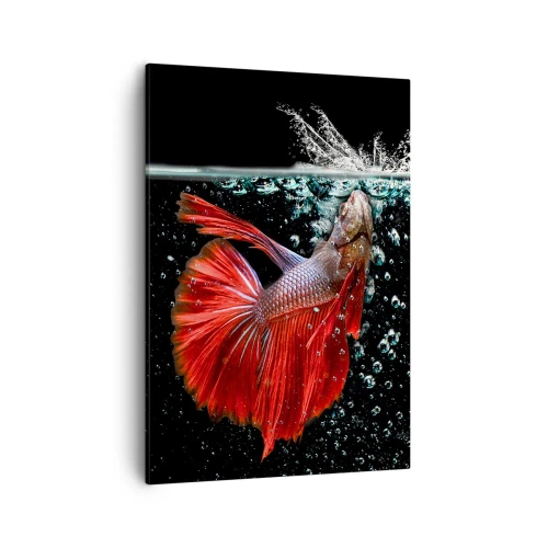 Bild auf Leinwand - Leinwandbild - Ein prächtiger Kampffisch im Wasser vor dunklem Hintergrund - 50x70cm - Du hast drei Wünsche - Moderne Wanddekoration für Wohnzimmer und Schlafzimmer ARTTOR