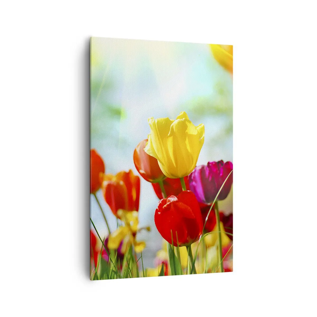Bild auf Leinwand - Leinwandbild - Bunte Tulpen im Sonnenschein - 80x120cm - Alle Farben der Sonne - Moderne Wanddekoration für Wohnzimmer und Schlafzimmer ARTTOR
