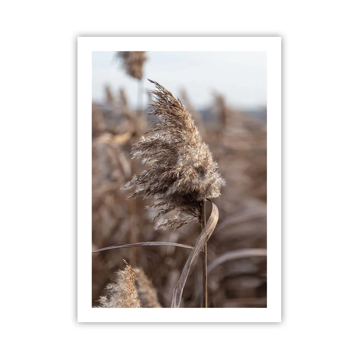 Poster - Nahaufnahme von trockenem Schilf in natürlichen Farbtönen vor dem Himmel - 50x70cm - Zeit, mit dem Wind zu gehen - Moderne Wanddekoration für Wohnzimmer und Schlafzimmer ARTTOR