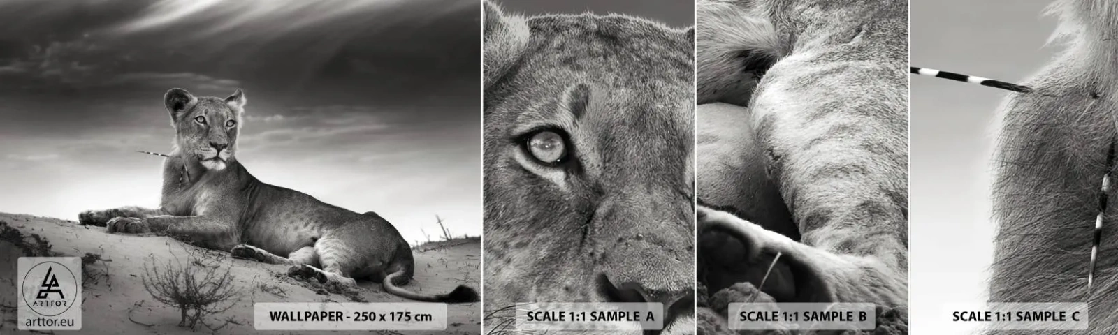 Fototapeten Muster Selbstklebend Deluxe Sticker - Die Königin der Wüstenruhe - Tiere, Löwe, Wüste - 100x30 cm