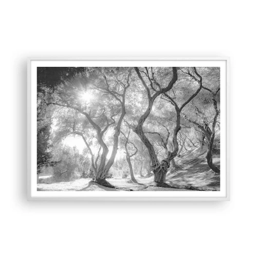 Poster in einem weißen Rahmen - Im Olivenhain - 100x70 cm