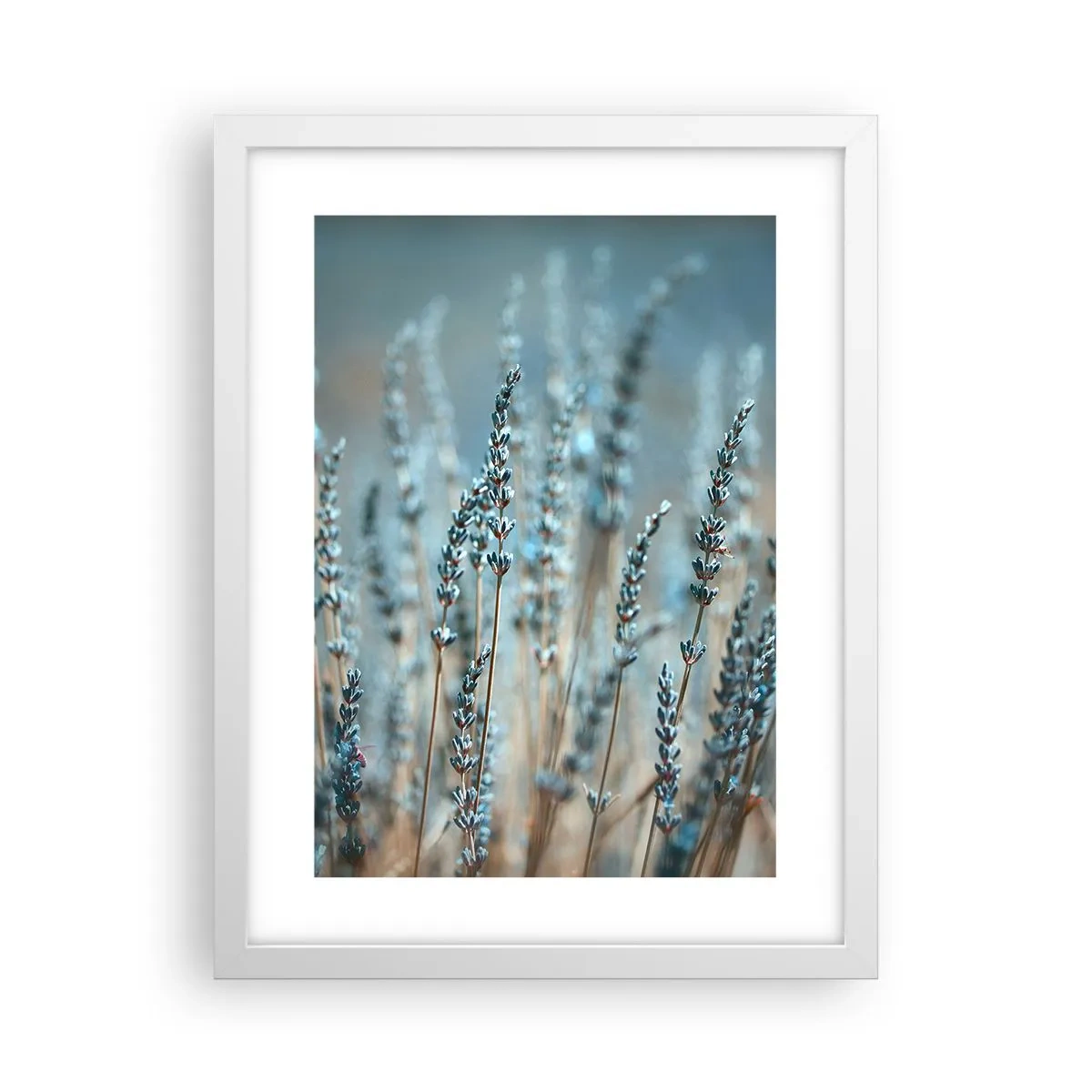 Poster in einem weißen Rahmen - Duftendes Kornfeld - 30x40 cm