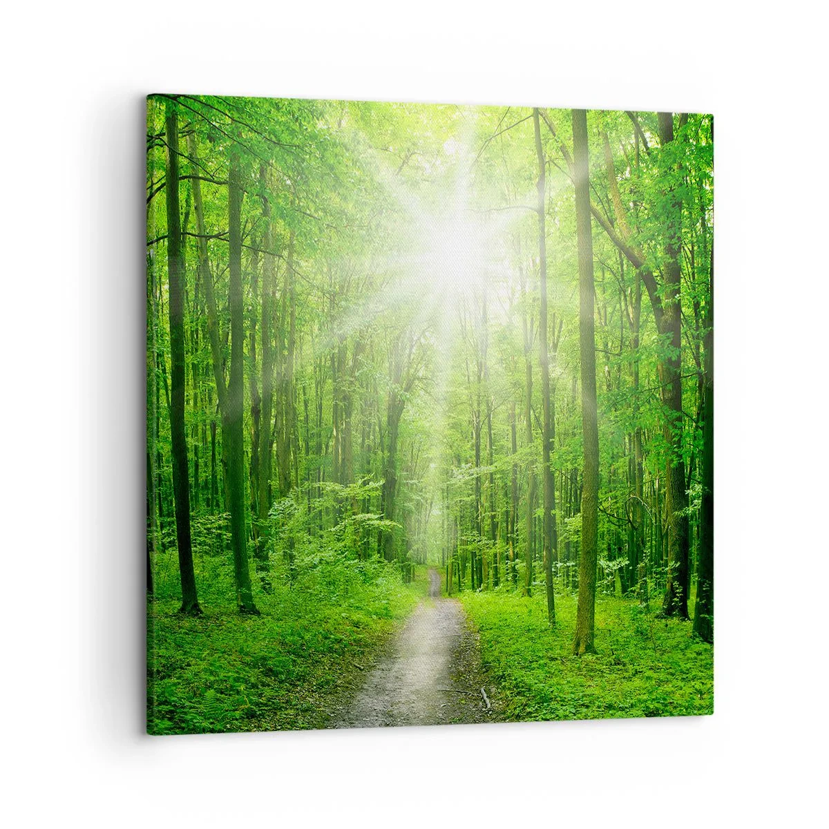 Bild auf Leinwand - Leinwandbild - Die grüne Kathedrale - 50x50 cm