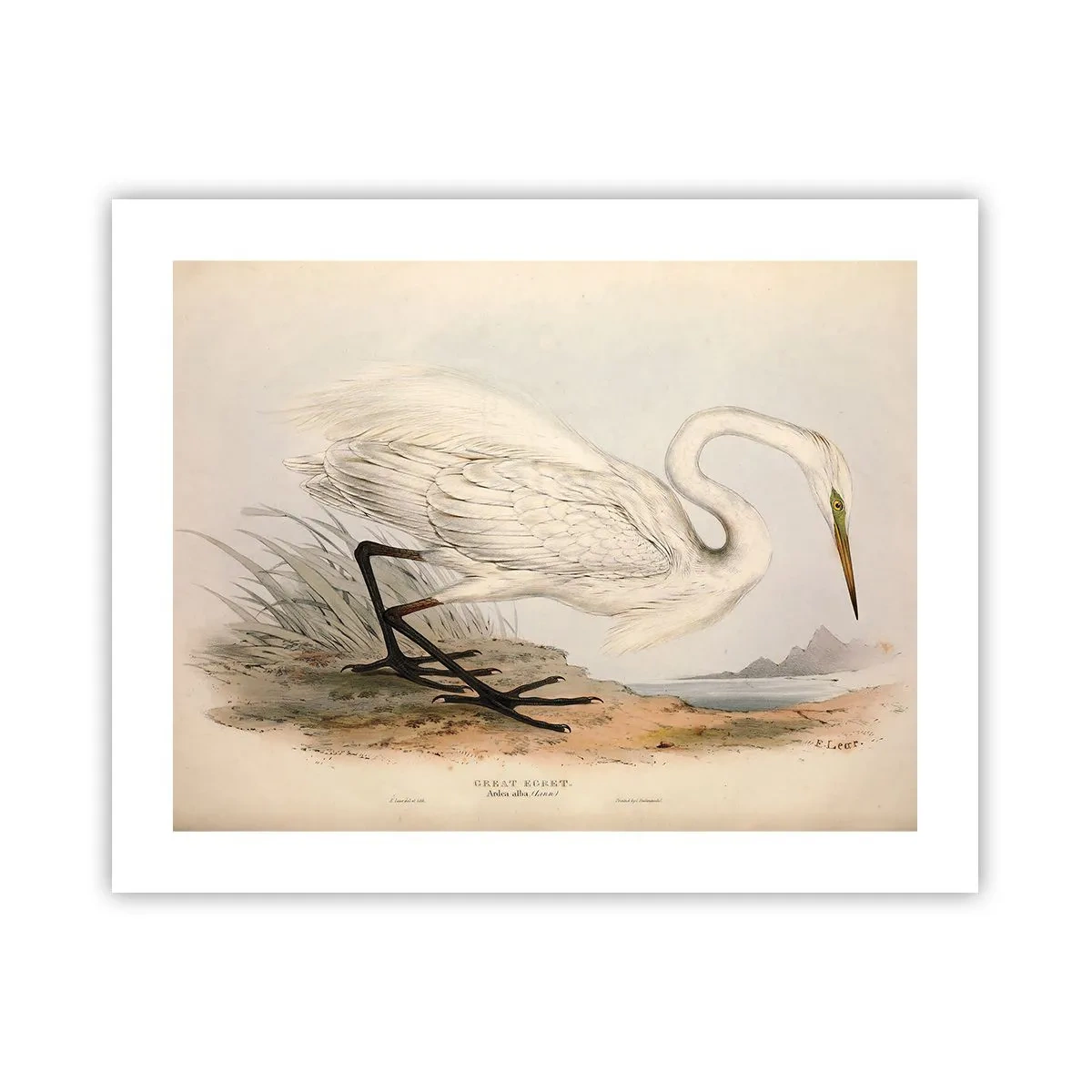 Poster - Dame auf den Binsen - 50x40 cm
