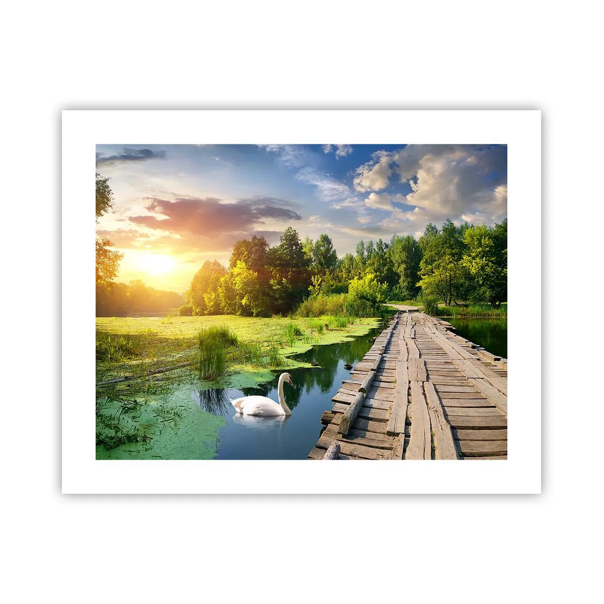 Poster - Sommer, Sommer überall - 50x40 cm