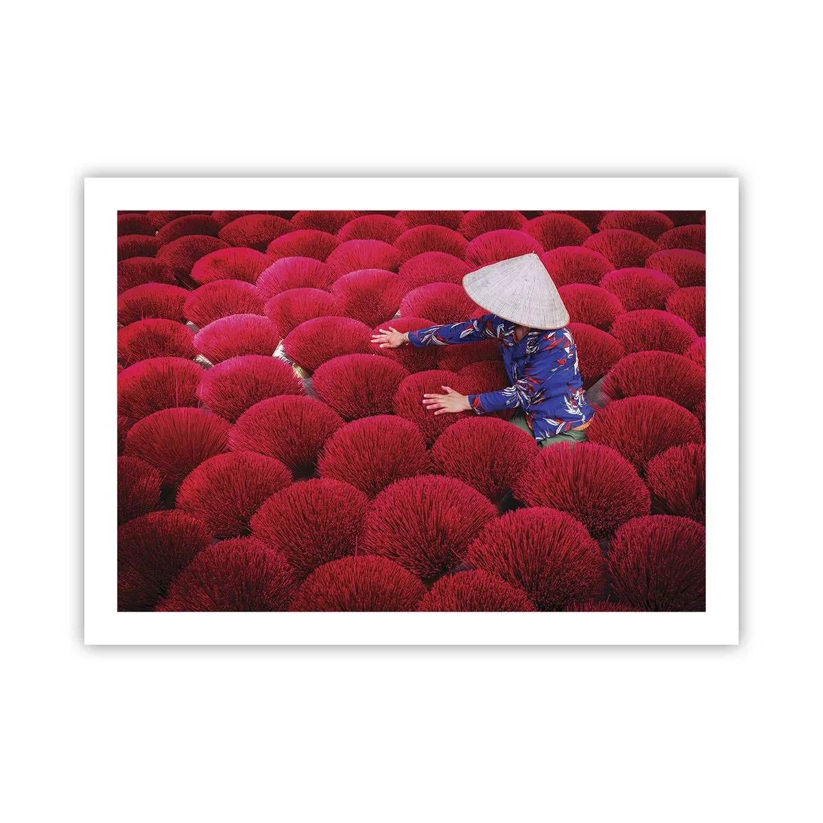 Poster - Im Reisfeld - 70x50 cm