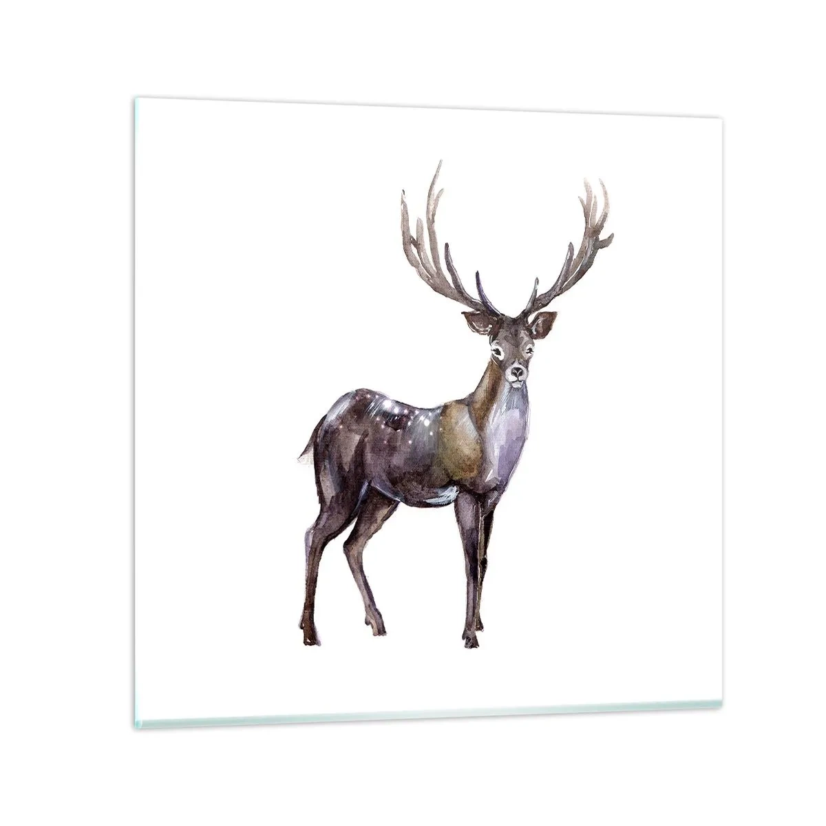 Glasbild - Bild auf glas - König des nördlichen Waldes - 40x40 cm