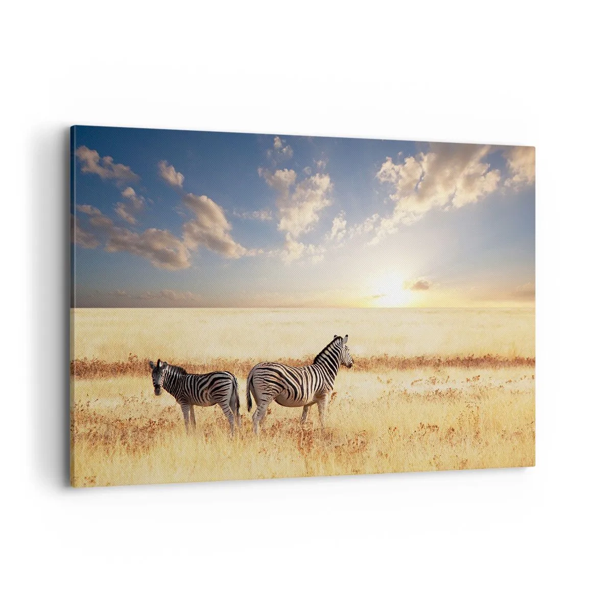 Bild auf Leinwand - Leinwandbild - Zwei Zebras in der Savanne in den Strahlen der untergehenden Sonne - 100x70cm - Geh weg, sei nicht in Frieden - Moderne Wanddekoration für Wohnzimmer und Schlafzimmer ARTTOR