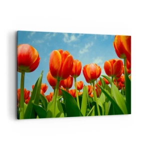 Bild auf Leinwand - Leinwandbild - Ein Feld mit roten und orangefarbenen Tulpen vor blauem Himmel - 120x80cm - Außer dem blauen Himmel brauchen sie nichts in ihrem Leben - Moderne Wanddekoration für Wohnzimmer und Schlafzimmer ARTTOR