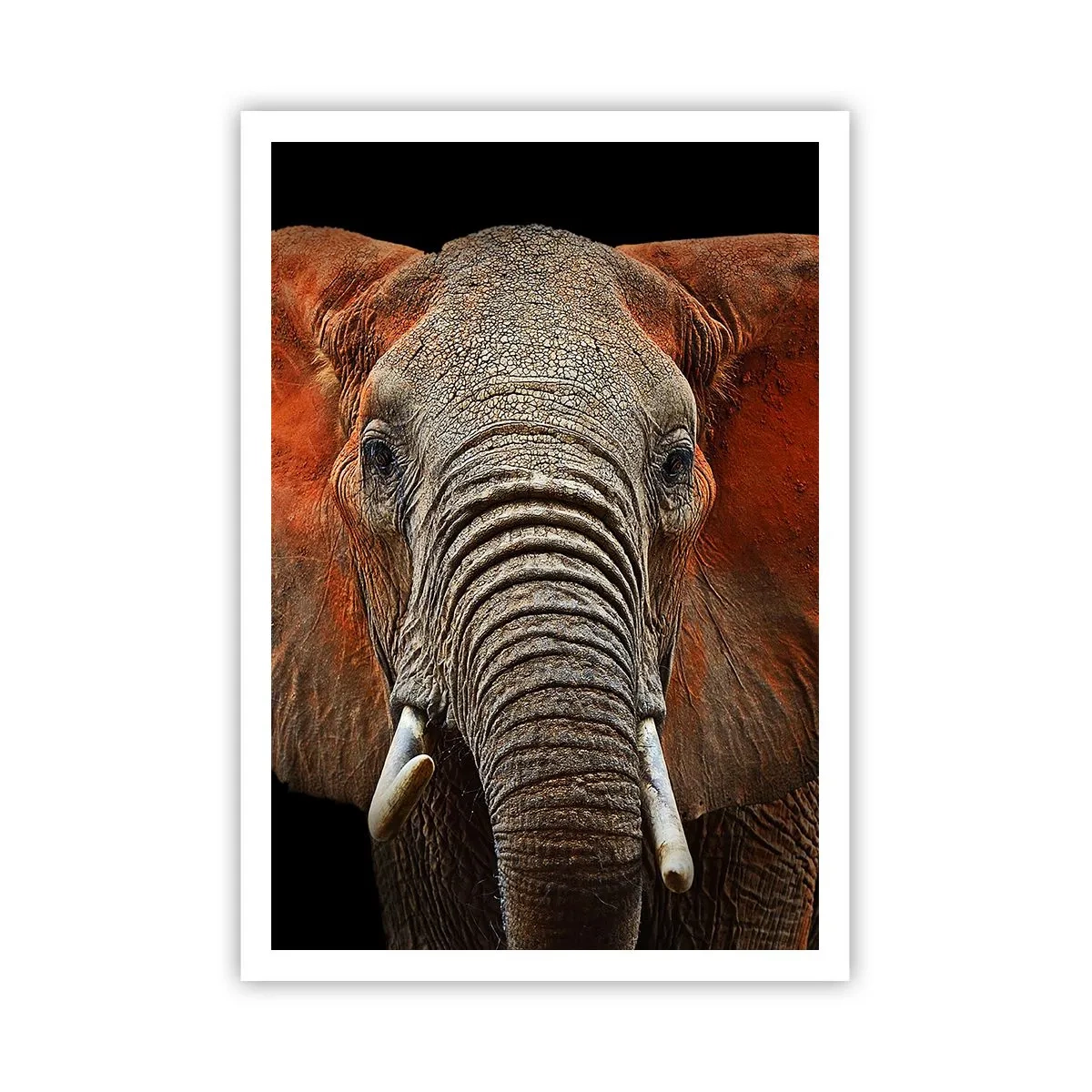 Poster - Ich bin wild und du? - 70x100 cm