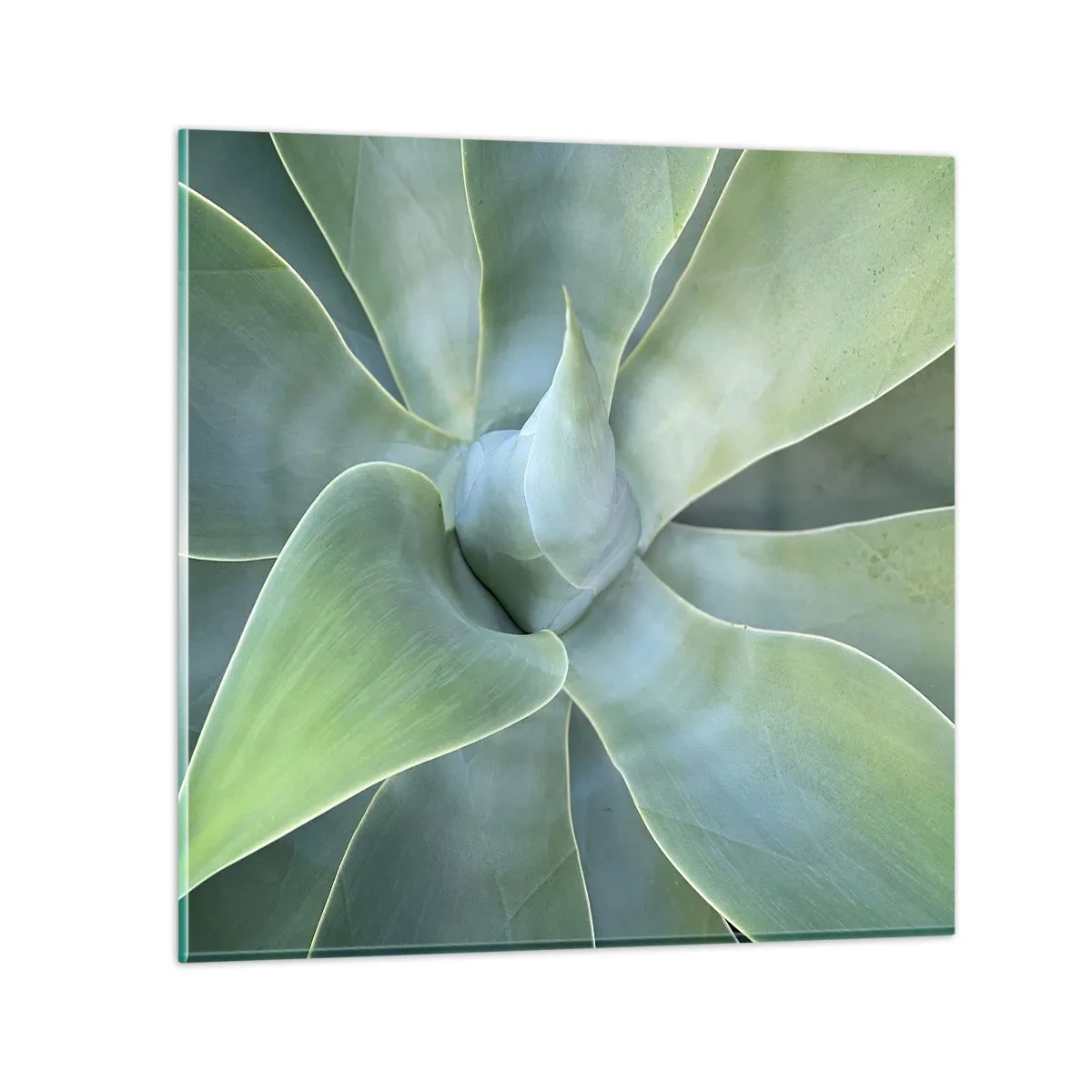 Glasbild - Bild auf glas - Geburt des Grüns - 50x50 cm