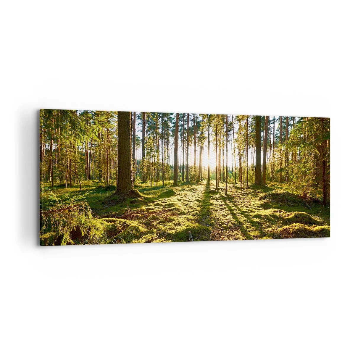 Bild auf Leinwand - Leinwandbild - Grüner Wald, beleuchtet durch Sonnenlicht auf dem Moos - 120x50cm - … Hinter den sieben Wäldern - Moderne Wanddekoration für Wohnzimmer und Schlafzimmer ARTTOR