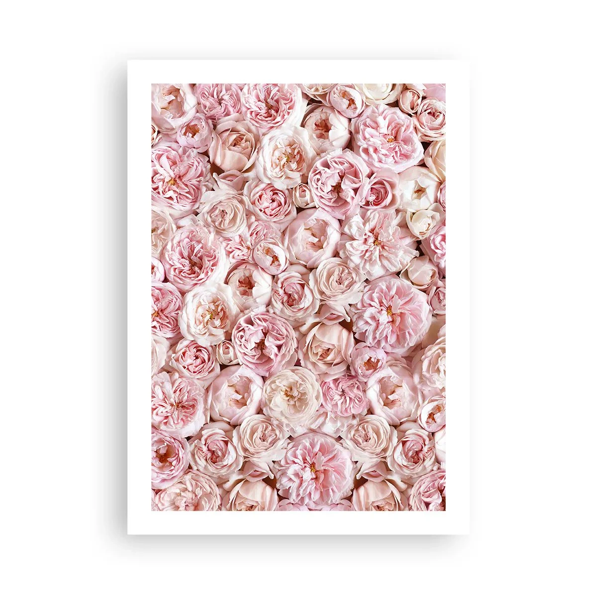 Poster - Ein romantisches Arrangement aus rosa Blumen in Nahaufnahme - 50x70cm - Auf Rosen gebettet - Moderne Wanddekoration für Wohnzimmer und Schlafzimmer ARTTOR