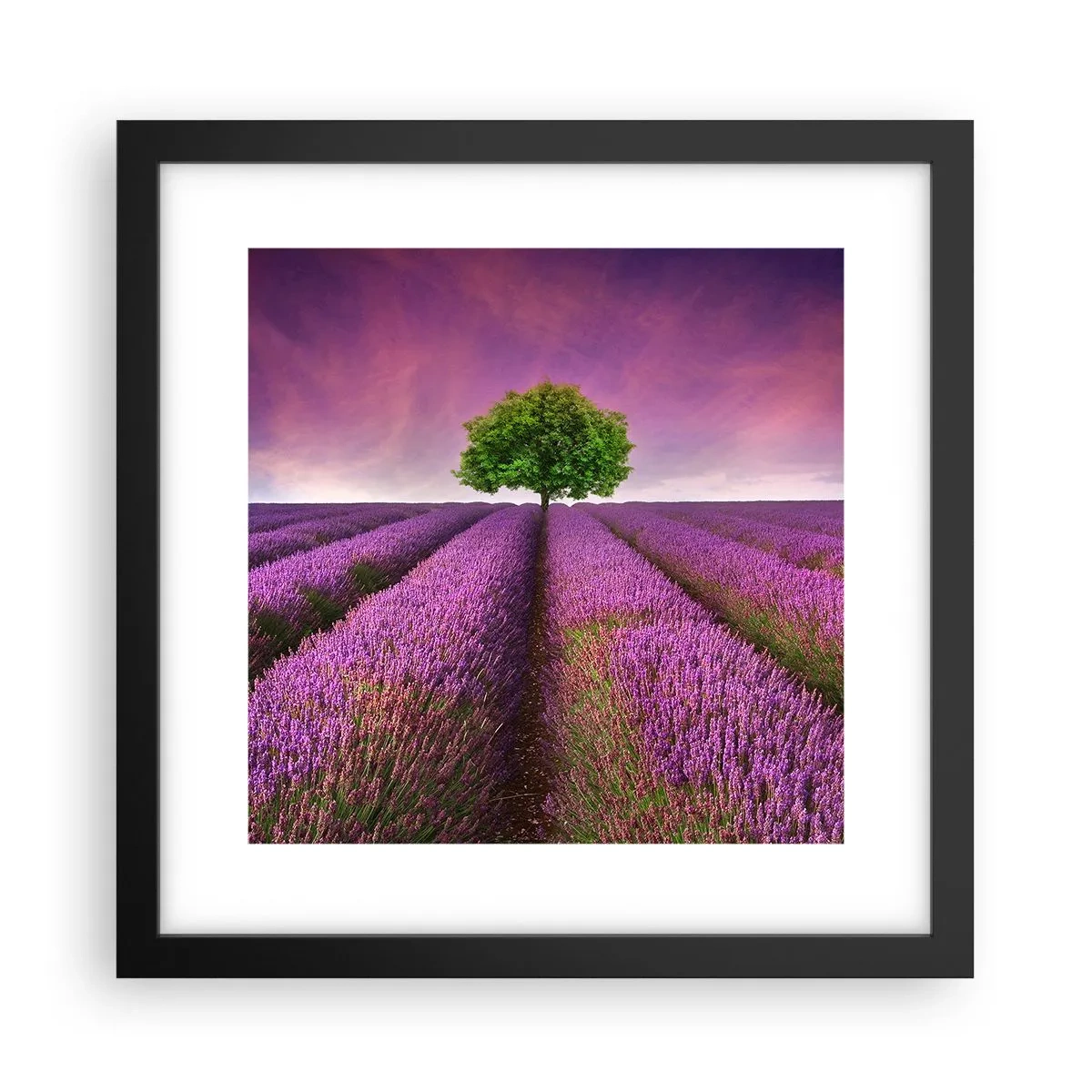 Poster in einem schwarzem Rahmen - Auf Lavendelfeldern - 30x30 cm