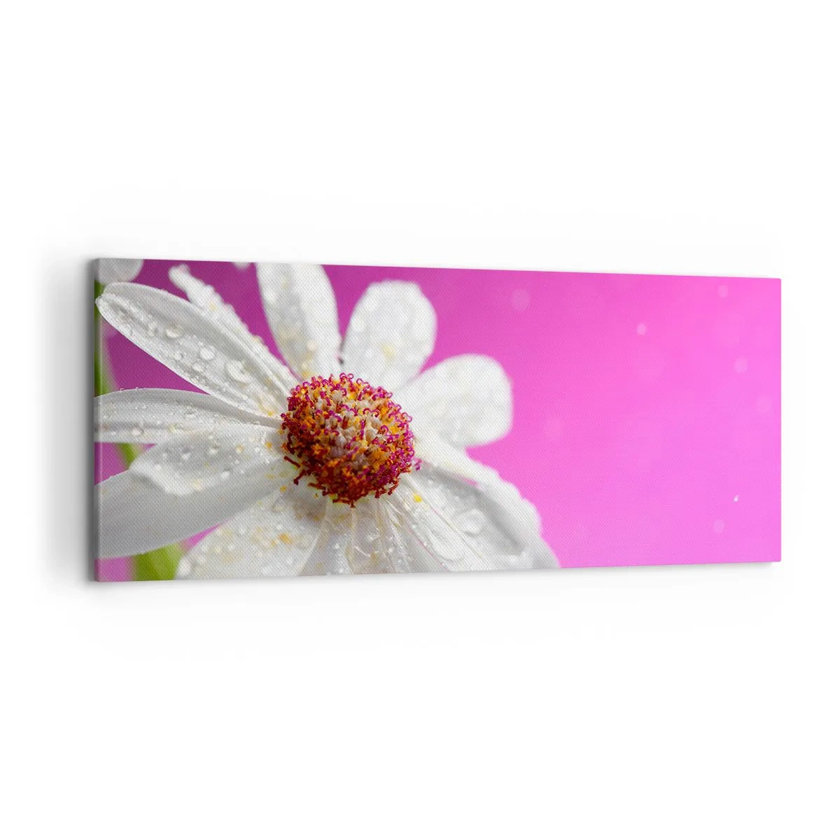 Bild auf Leinwand - Leinwandbild - Ein weißes Gänseblümchen mit Wassertropfen auf einem rosa Hintergrund - 120x50cm - Bescheiden in seiner Schönheit - Moderne Wanddekoration für Wohnzimmer und Schlafzimmer ARTTOR