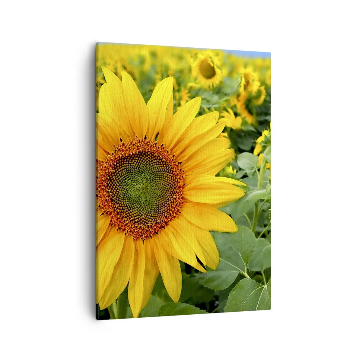 Bild auf Leinwand - Leinwandbild - Ein Feld mit Sonnenblumen und gelben Blüten vor einem Hintergrund aus grünen Blättern - 50x70cm - Hunderte von Sonnen flammten auf - Moderne Wanddekoration für Wohnzimmer und Schlafzimmer ARTTOR