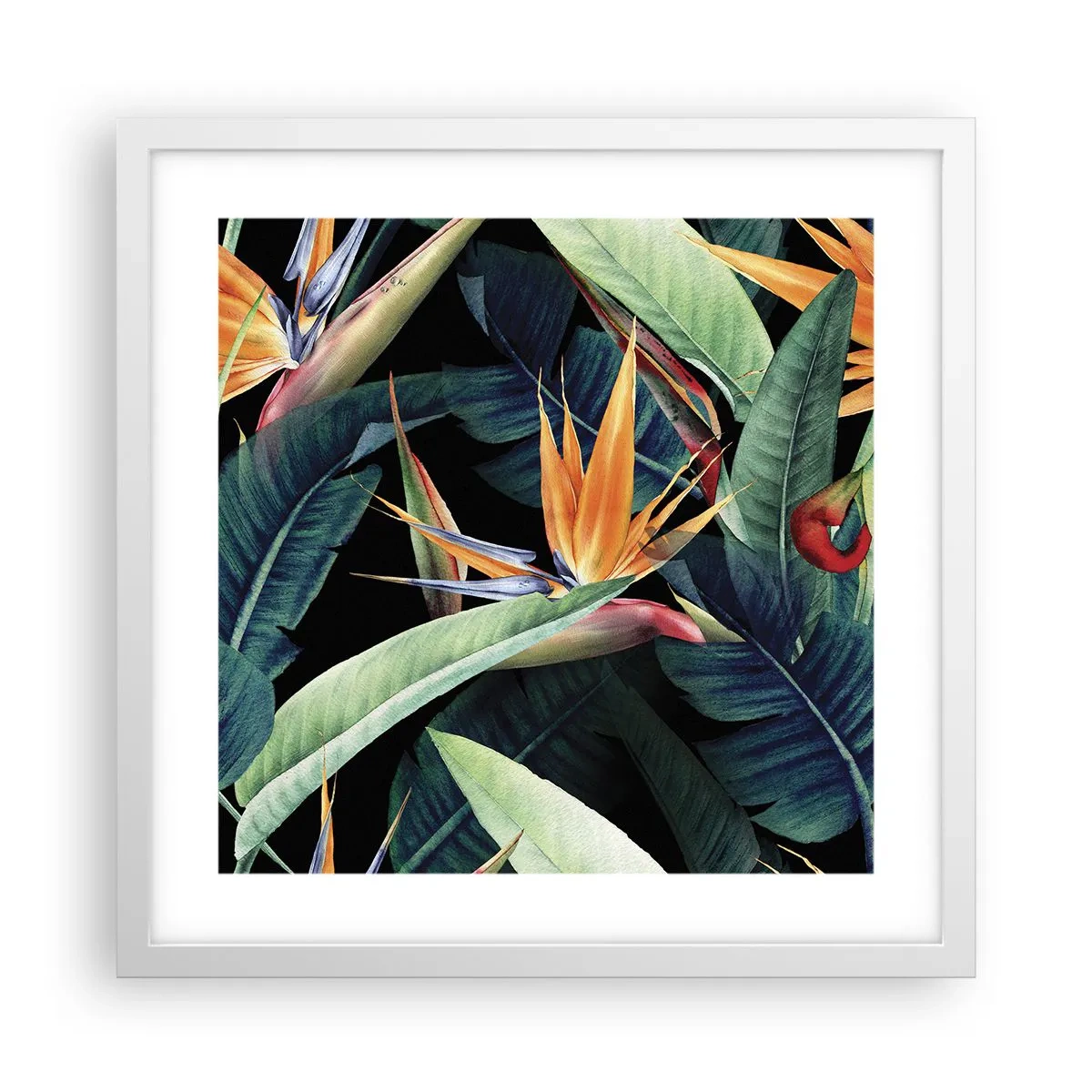 Poster in einem weißen Rahmen - Flammende Blumen der Tropen - 40x40 cm