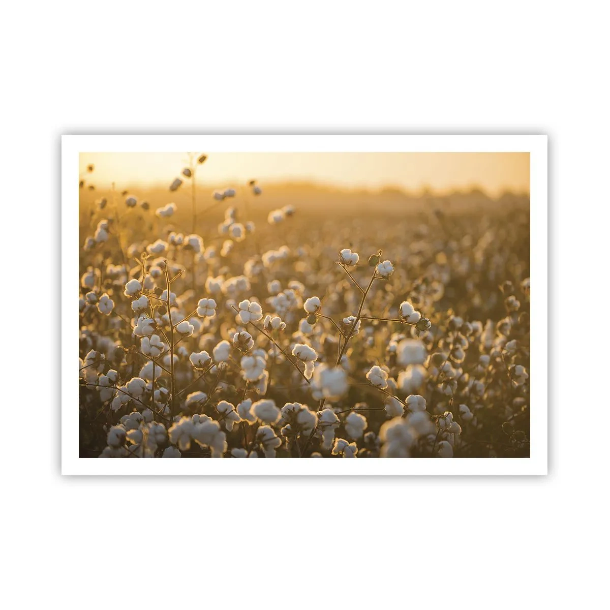 Poster - Ein Baumwollfeld im warmen Licht der untergehenden Sonne - 100x70cm - Fluffiges Feld - Moderne Wanddekoration für Wohnzimmer und Schlafzimmer ARTTOR