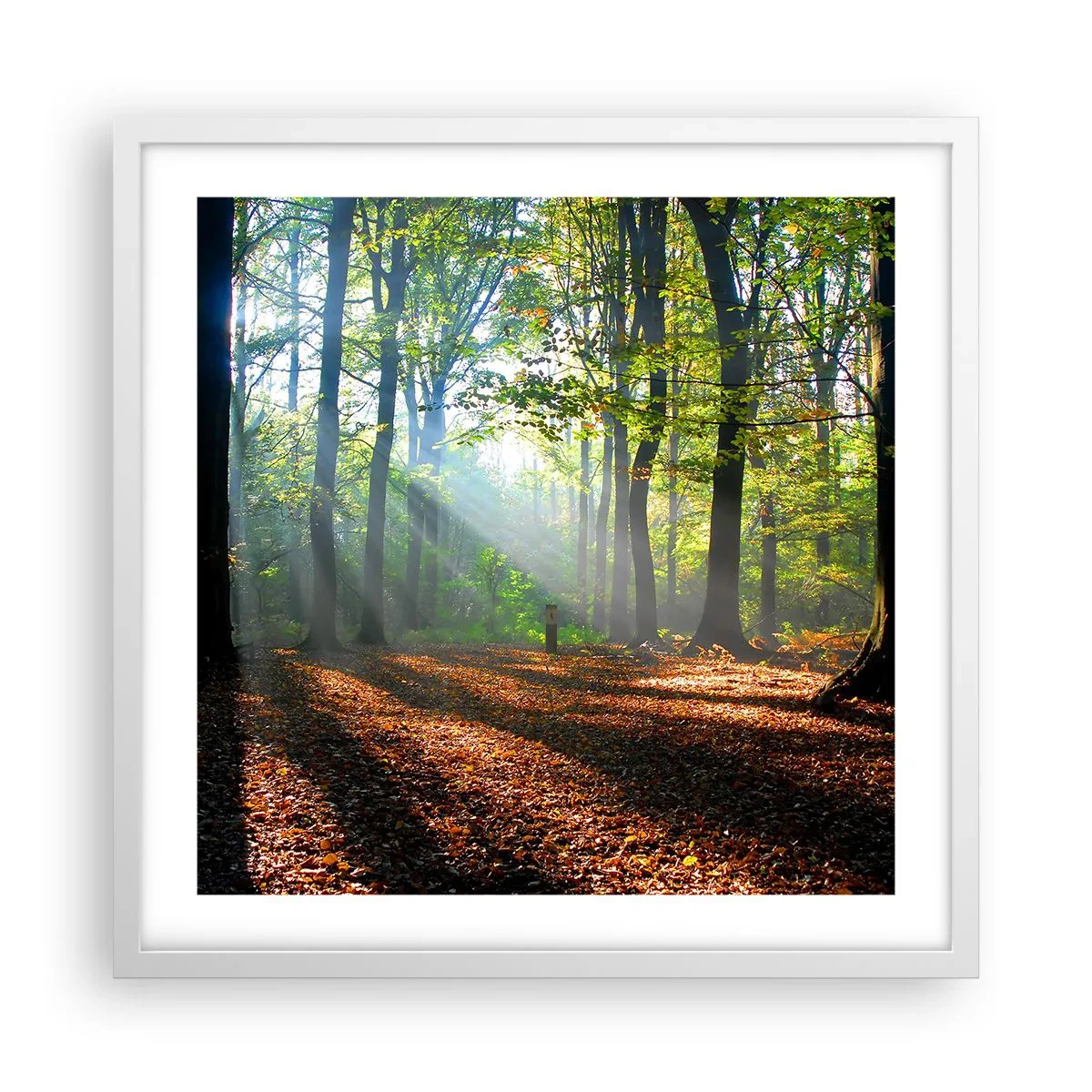 Poster in einem weißen Rahmen - Licht und Schatten - 50x50 cm