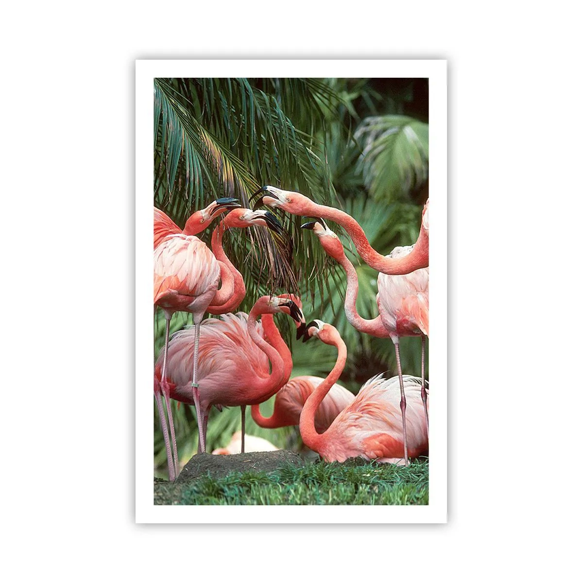 Poster - Nachmittagsklatsch - 61x91 cm