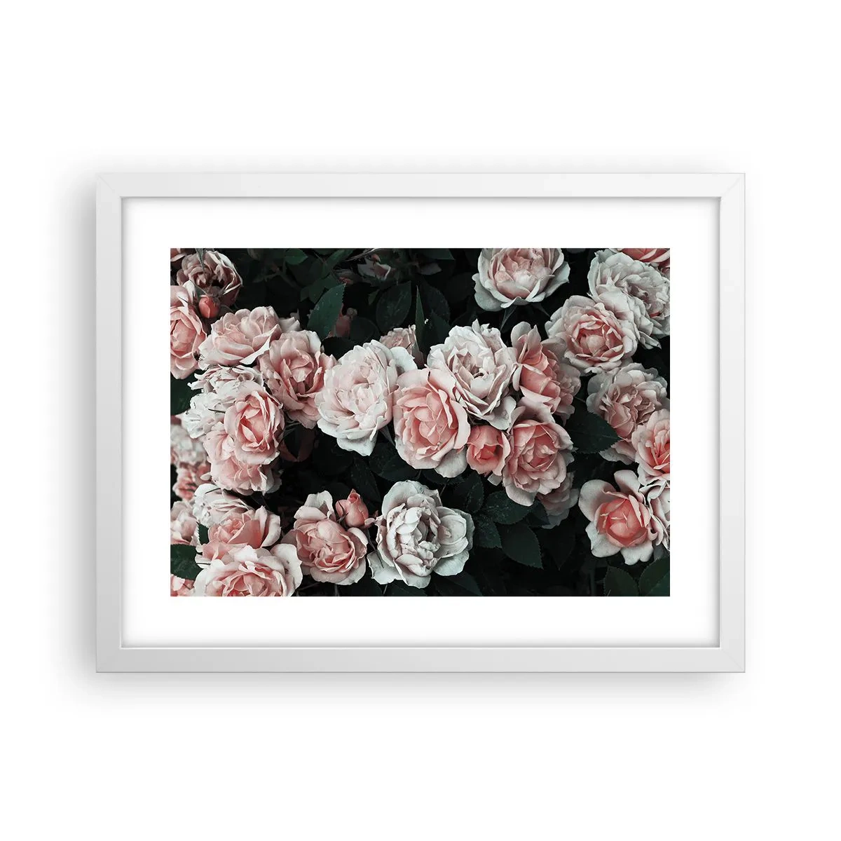 Poster in einem weißen Rahmen - Rosen-Ensemble - 40x30 cm